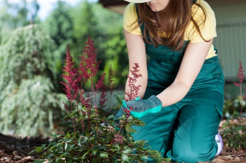 Professional tree lopping service in Shortlands